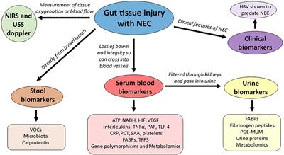 Biomarkers of gut injury in neonates – where are we in predicting necrotising enterocolitis?